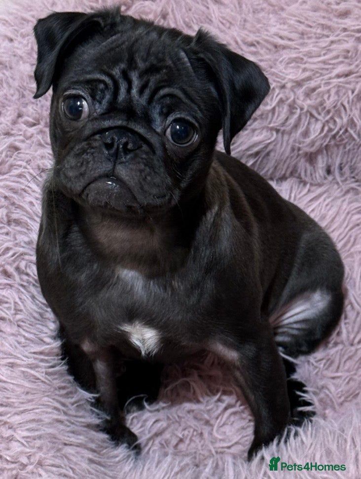 Pug dogs Black Pug Puppy for Sale (4 months old) - Advert 6