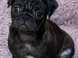 Pug dogs Black Pug Puppy for Sale (4 months old) - Advert 6