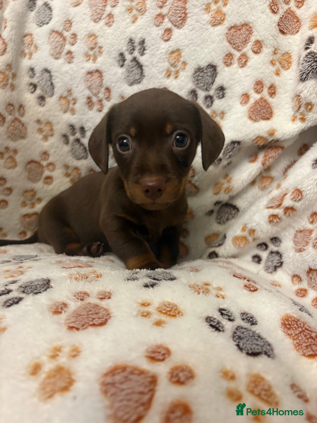 Mixed Breed dogs for sale: Daxie jacks - Advert 1