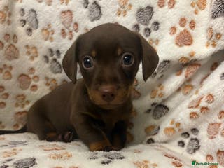 Mixed Breed dogs Daxie jacks - Advert 12