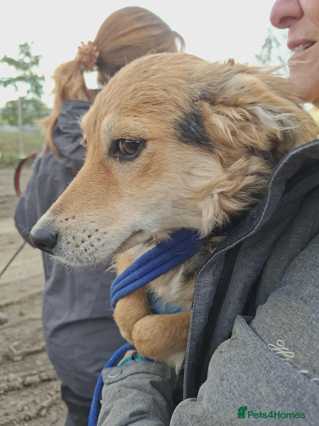 Mixed Breed dogs for adoption: Autumn - Fakenham Norfolk  - Image 4