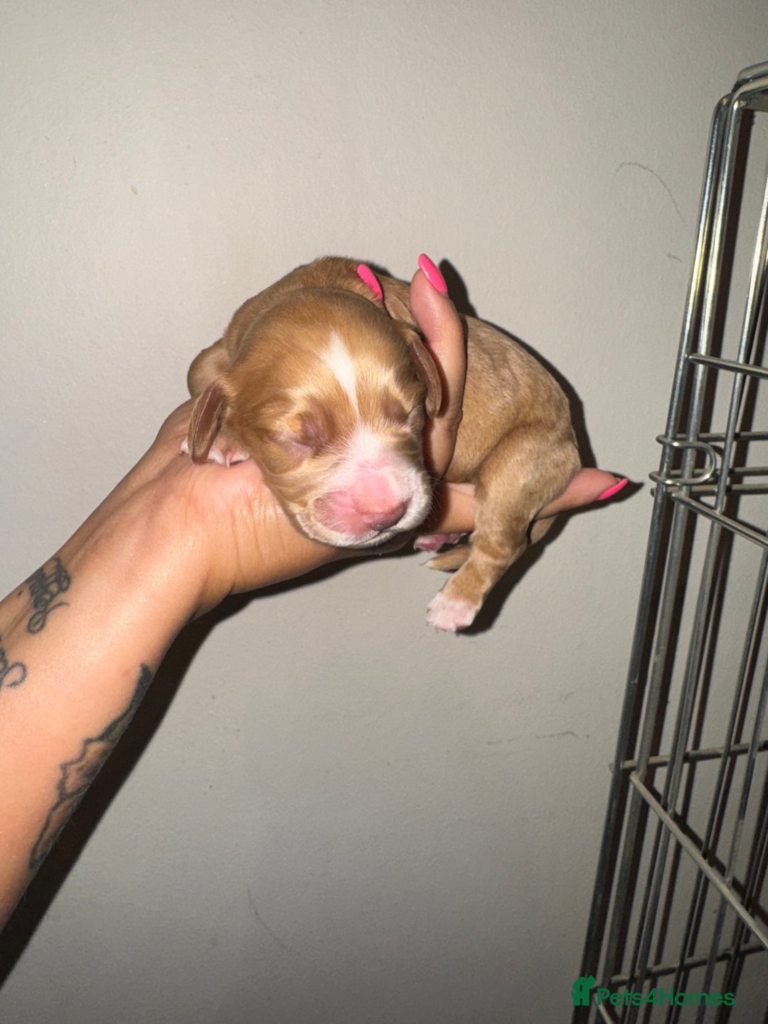 Cocker Spaniel dogs for sale: 3 Red girls looking for home  - Image 7