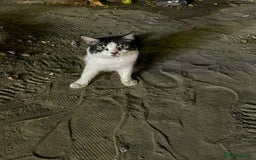 Mixed Breed cats for adoption: Meet Charli - Image 13