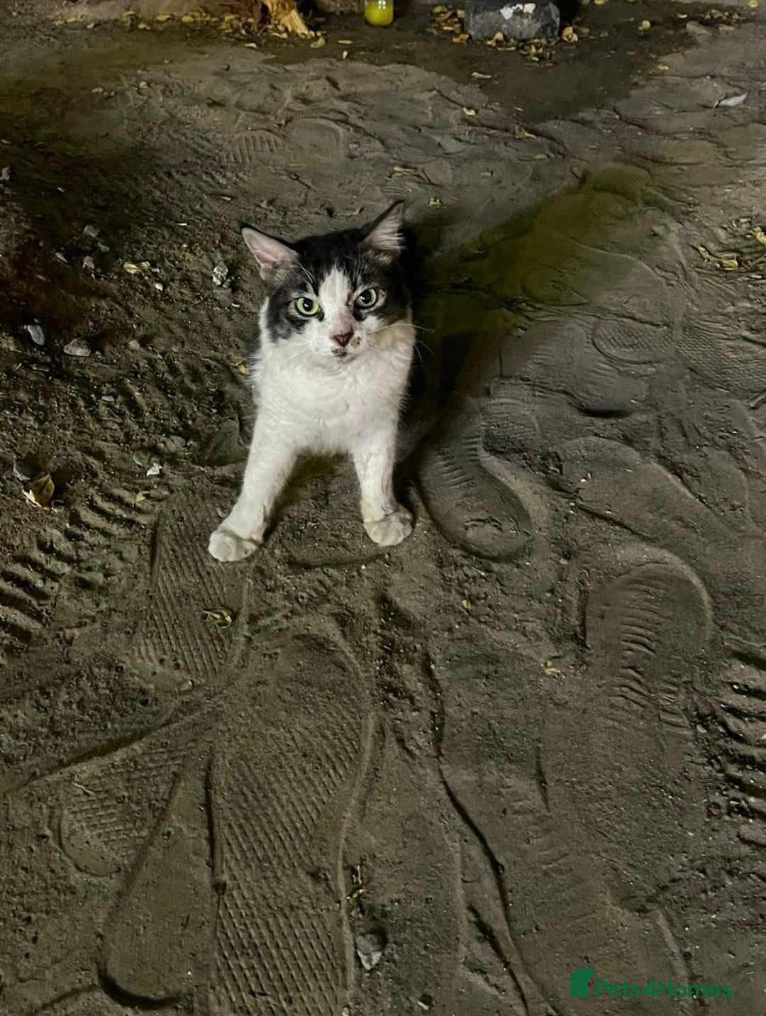 Mixed Breed cats for adoption: Meet Charli - Image 13