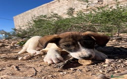 Mixed Breed dogs for sale: Mixed breed - Image 19