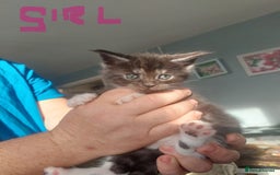 Maine Coon cats for sale: 5 Maincoon cross domestic kittens - Image 2