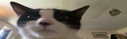 Domestic Shorthair cats for sale: Lovely home required  - Advert 8