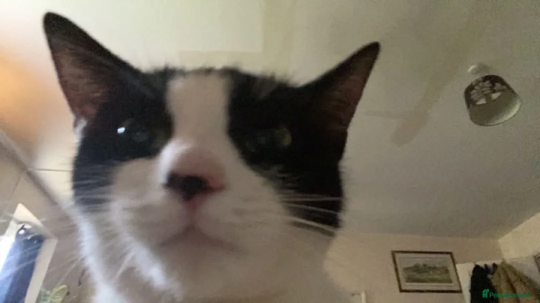 Domestic Shorthair cats for sale: Lovely home required  - Advert 8