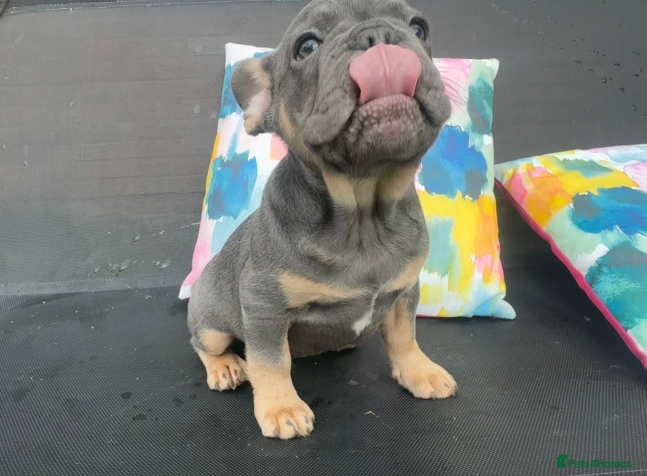 French Bulldog dogs for sale: Frenchie Puppies Ready to go now  in Halesowen - Advert 6