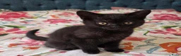 British Shorthair cats for sale: British shorthair kittens - Advert 5