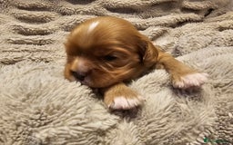 Cavalier King Charles Spaniel dogs for sale: Cavalier king charles spaniel puppies  - Advert 11