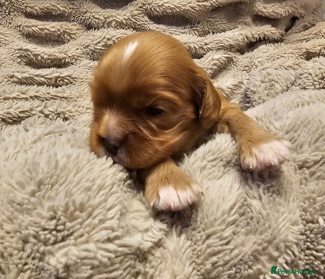 Cavalier King Charles Spaniel dogs for sale: Cavalier king charles spaniel puppies  - Advert 11