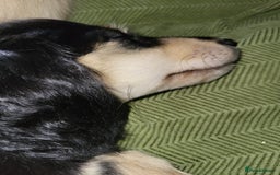 Miniature Dachshund dogs for sale: KC Black and Cream  ready now - Image 24