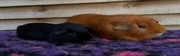 Guinea Pig rodents for sale: Guinea pigs forsale  - Advert 4