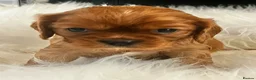 Cavalier King Charles Spaniel dogs for sale: ⭐️Gorgeous KC Chocolate Carrier Cavaliers⭐️ - Advert 2