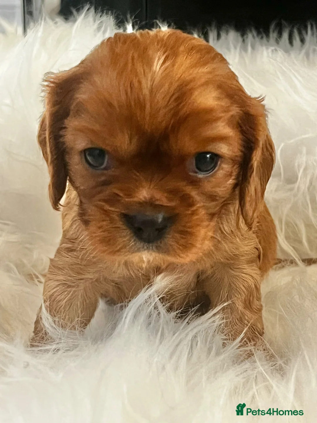 Cavalier King Charles Spaniel dogs for sale: ⭐️Gorgeous KC Chocolate Carrier Cavaliers⭐️ - Advert 2