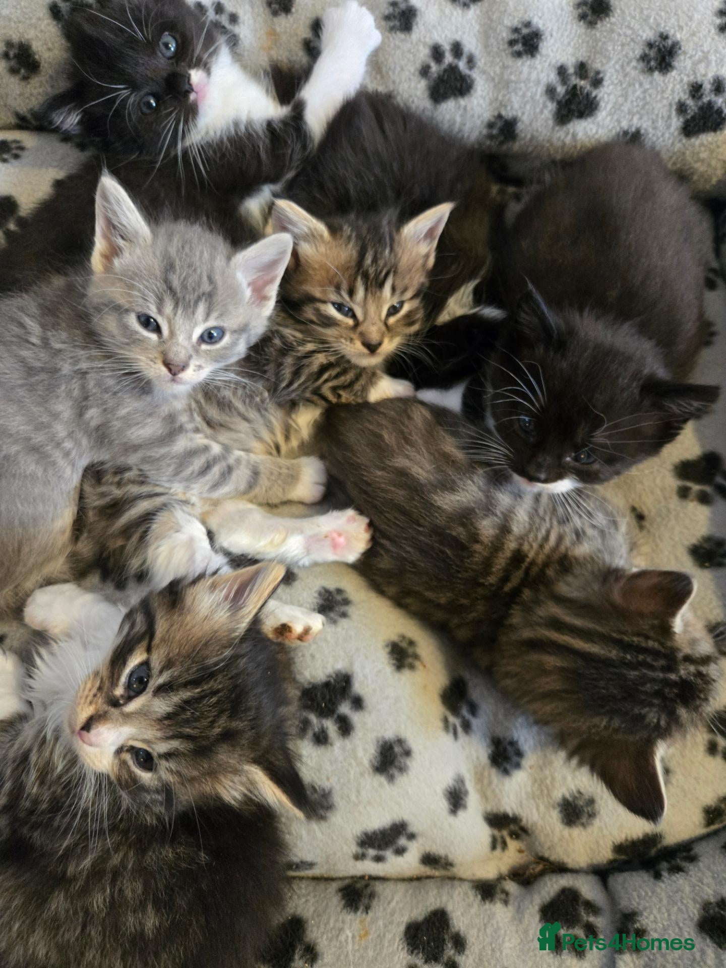 Mixed Breed cats 6 gorgeous kittens  - Advert 1