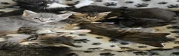 Mixed Breed cats for sale: 6 gorgeous kittens  - Advert 1