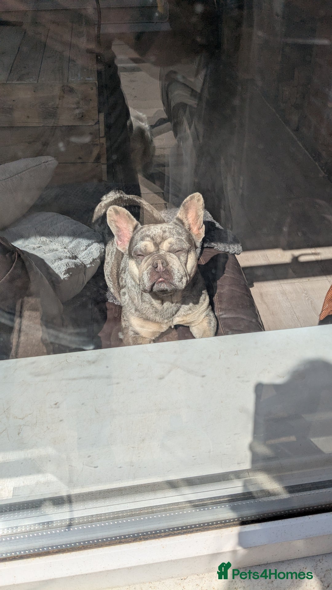 French Bulldog dogs for sale: Merle Frenchie looking for a new home  - Image 4