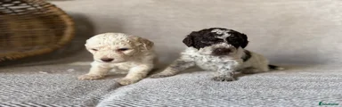 Lagotto Romagnolo 2