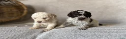 Lagotto Romagnolo dogs for sale: Kennel Club Registered Lagotto Romagnolo Puppies in Horncastle - Advert 3