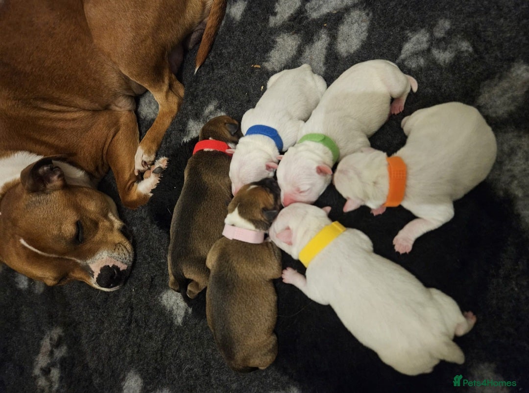Staffordshire Bull Terrier dogs Kc registered Staffordshire bull terrier pups  - Advert 2