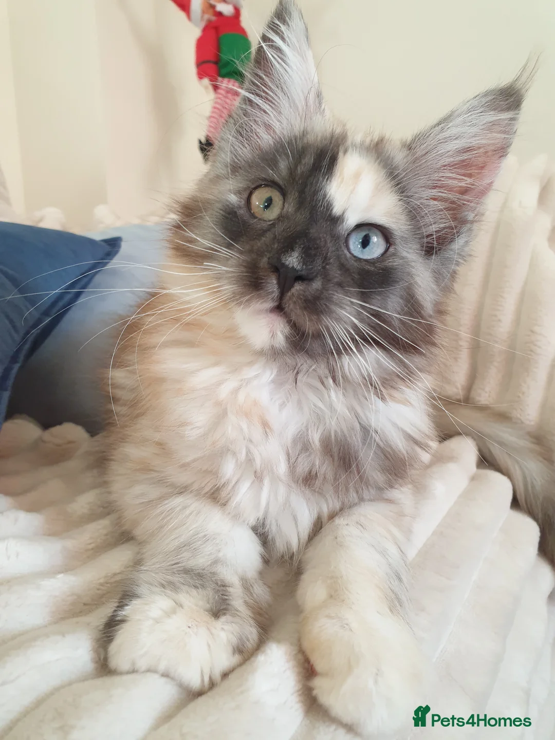 Maine Coon cats for sale: Maine coon girl 💛💙 - Advert 5