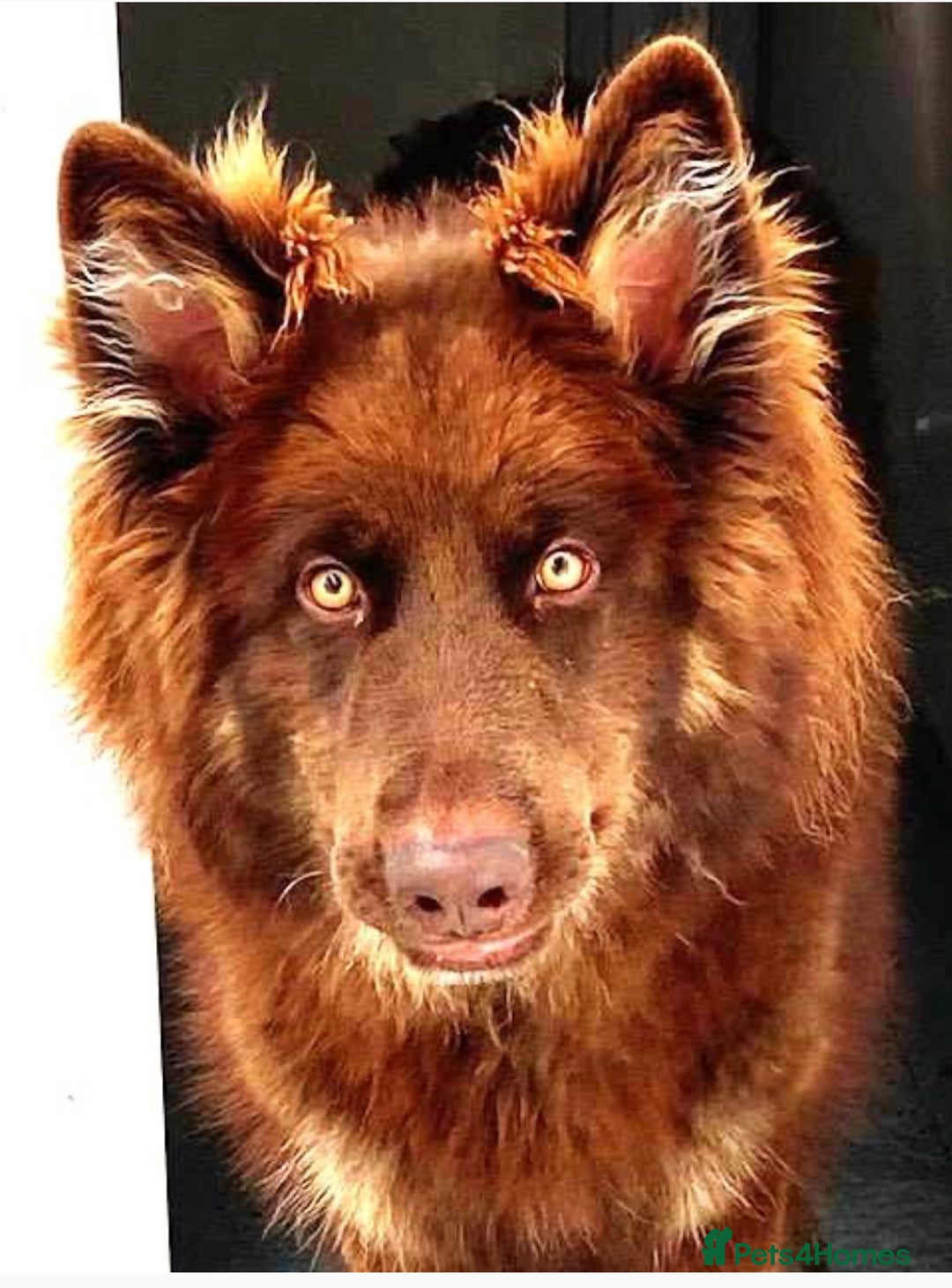 German Shepherd dogs for sale: Outstanding litter KC Reg German Shepherd puppies - Image 10