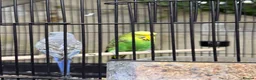 Budgerigars birds for sale: Pair of Budgies with Cage – £40 🐦 | in Leeds - Advert 3