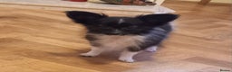 Papillon dogs for sale: Gorgeous Female Example of this Beautiful Breed - Advert 4