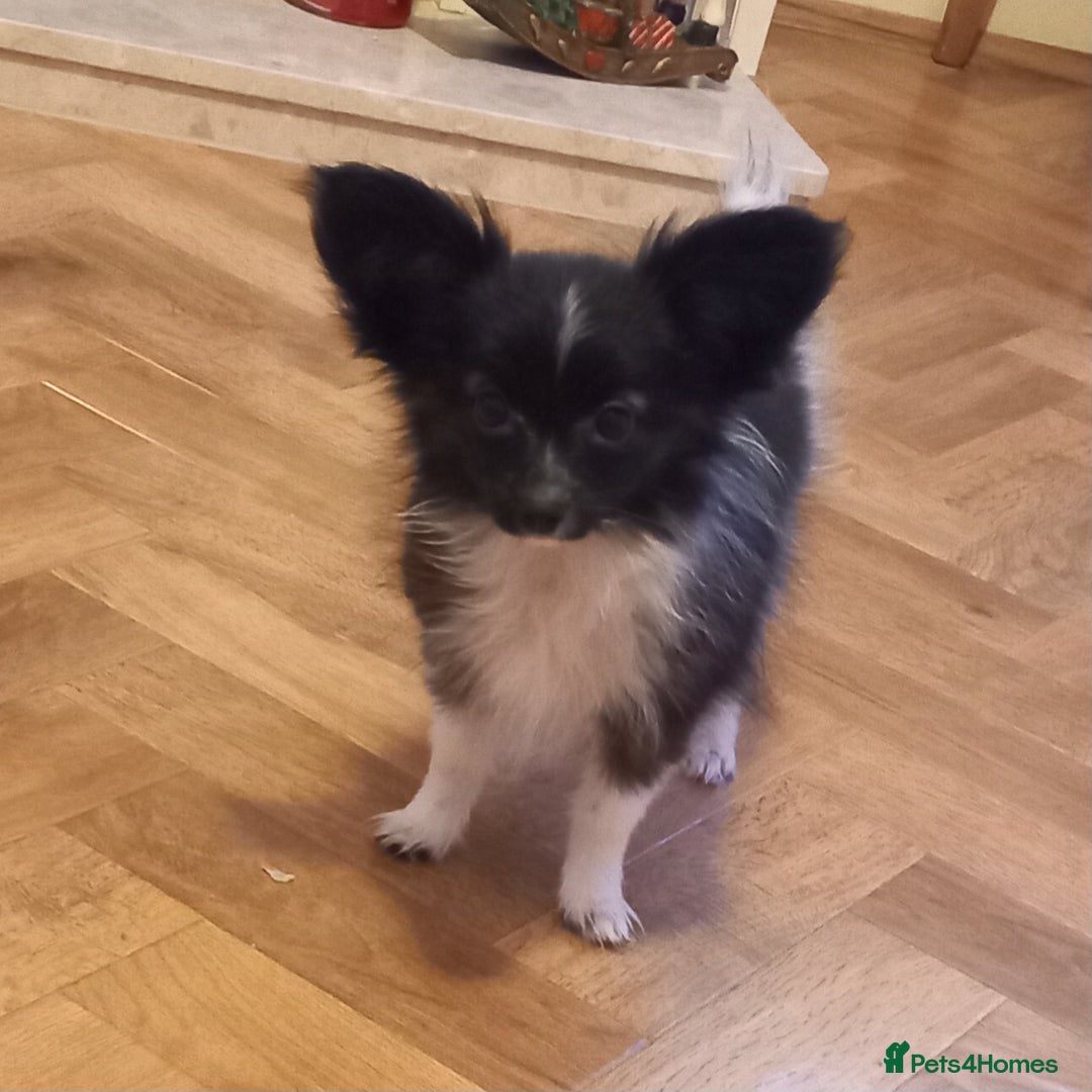 Papillon dogs for sale: Gorgeous Female Example of this Beautiful Breed - Advert 4