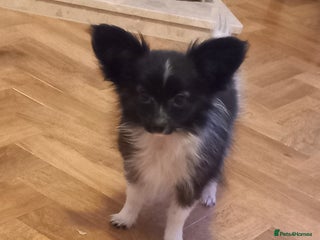 Papillon dogs Gorgeous Female Example of this Beautiful Breed - Advert 3