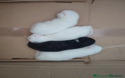 Siberian cats for sale: 4 kittens for sale - Image 8