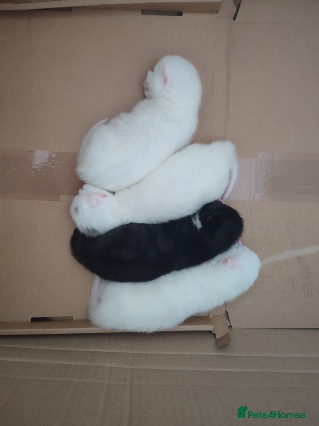 Siberian cats for sale: 4 kittens for sale - Image 8