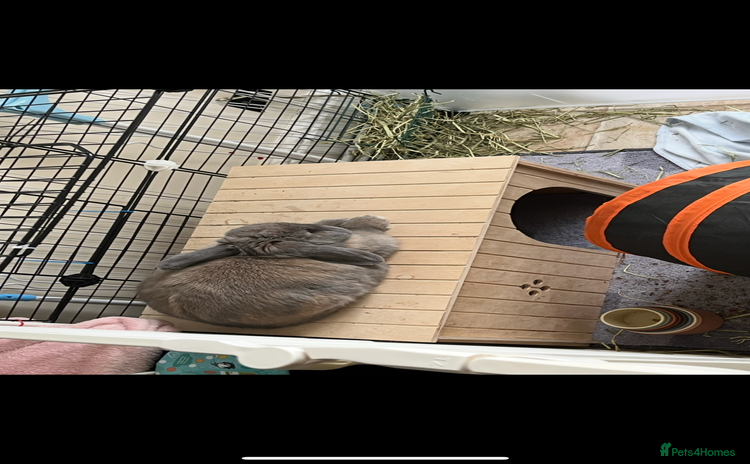 Mini Lop rabbits - Advert 2