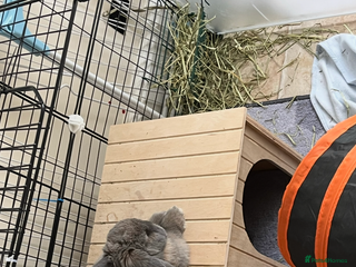 Mini Lop rabbits - Advert 16