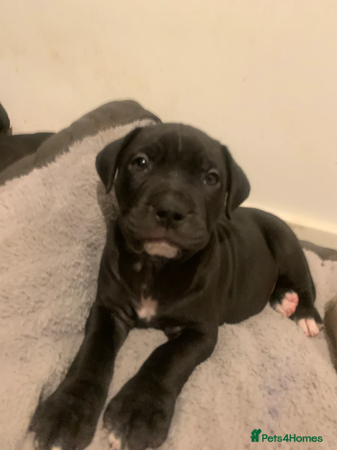 Mixed Breed dogs for sale: Miss Leanne smith - Advert 5