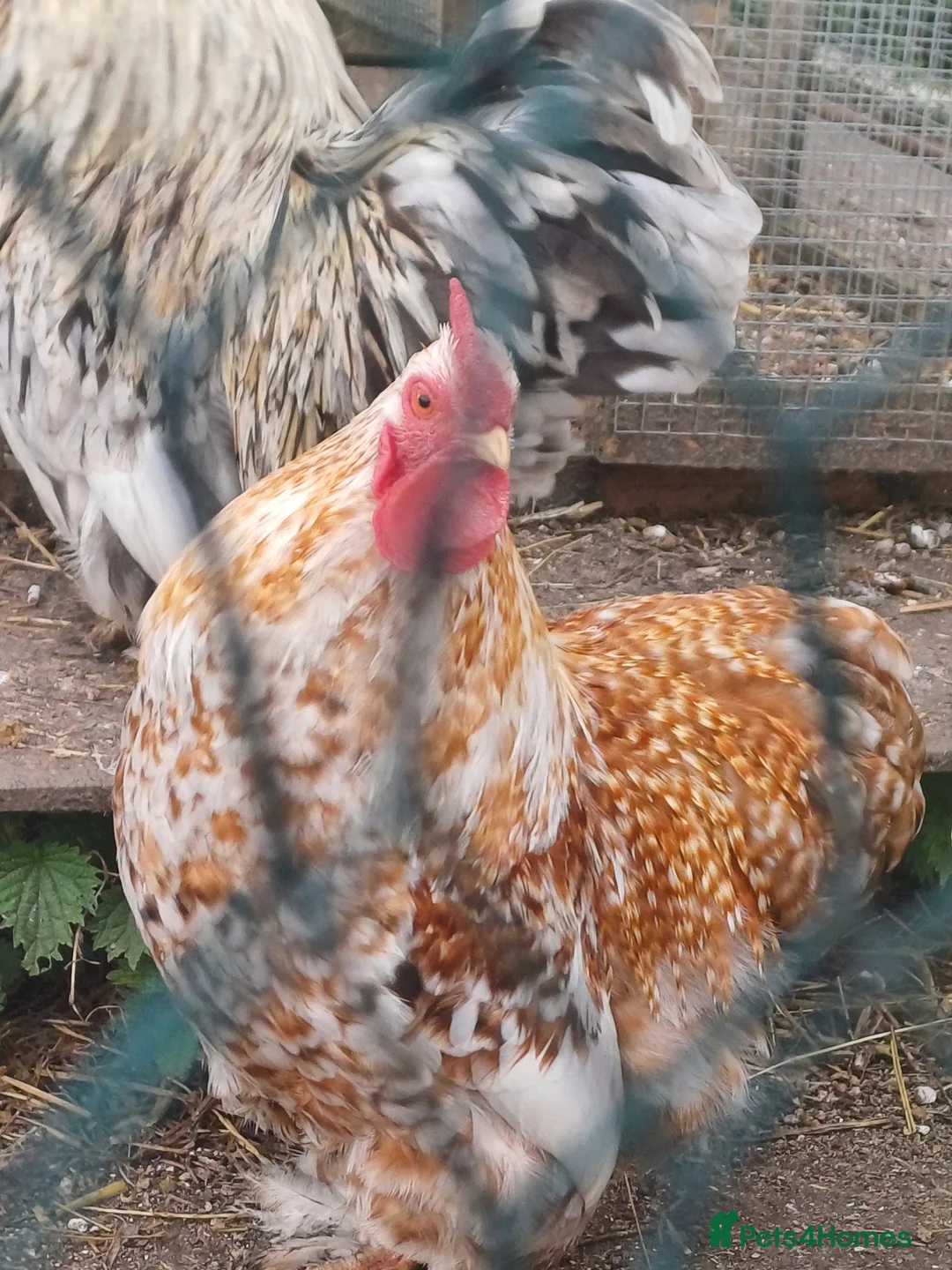 Chickens poultry for sale: Pure Bantom Cockerell  - Advert 2