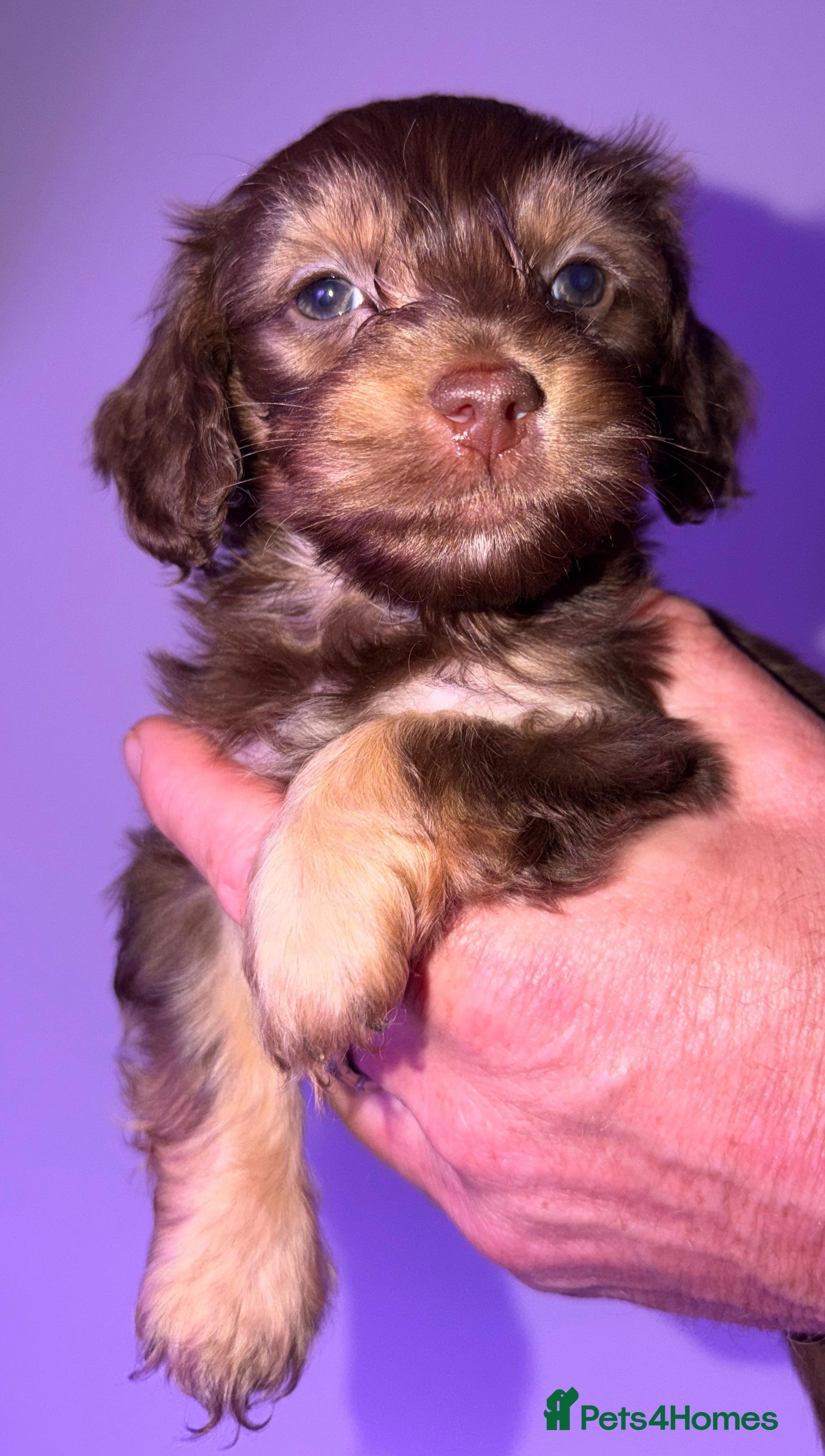 Mixed Breed dogs Long-haired Miniature Dachehund X Chipoo - Advert 2