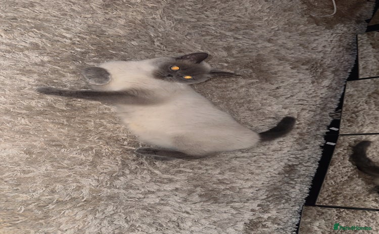 British Shorthair cats British short hair  - Advert 1