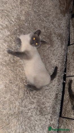 British Shorthair cats British short hair - Advert 1