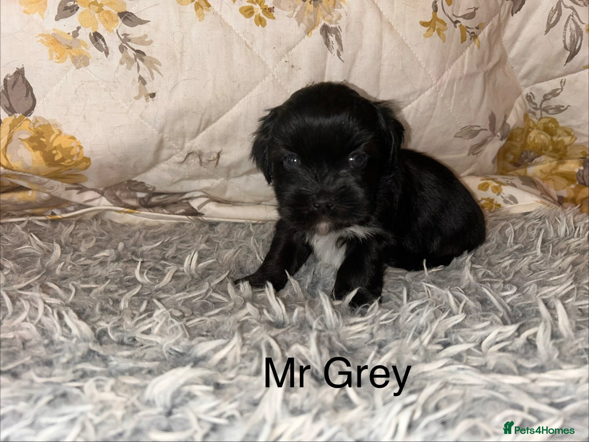 Lhasa Apso dogs KC Lhasa PUPS ( 6 wks old ) PRA4 CLEAR - Advert 2