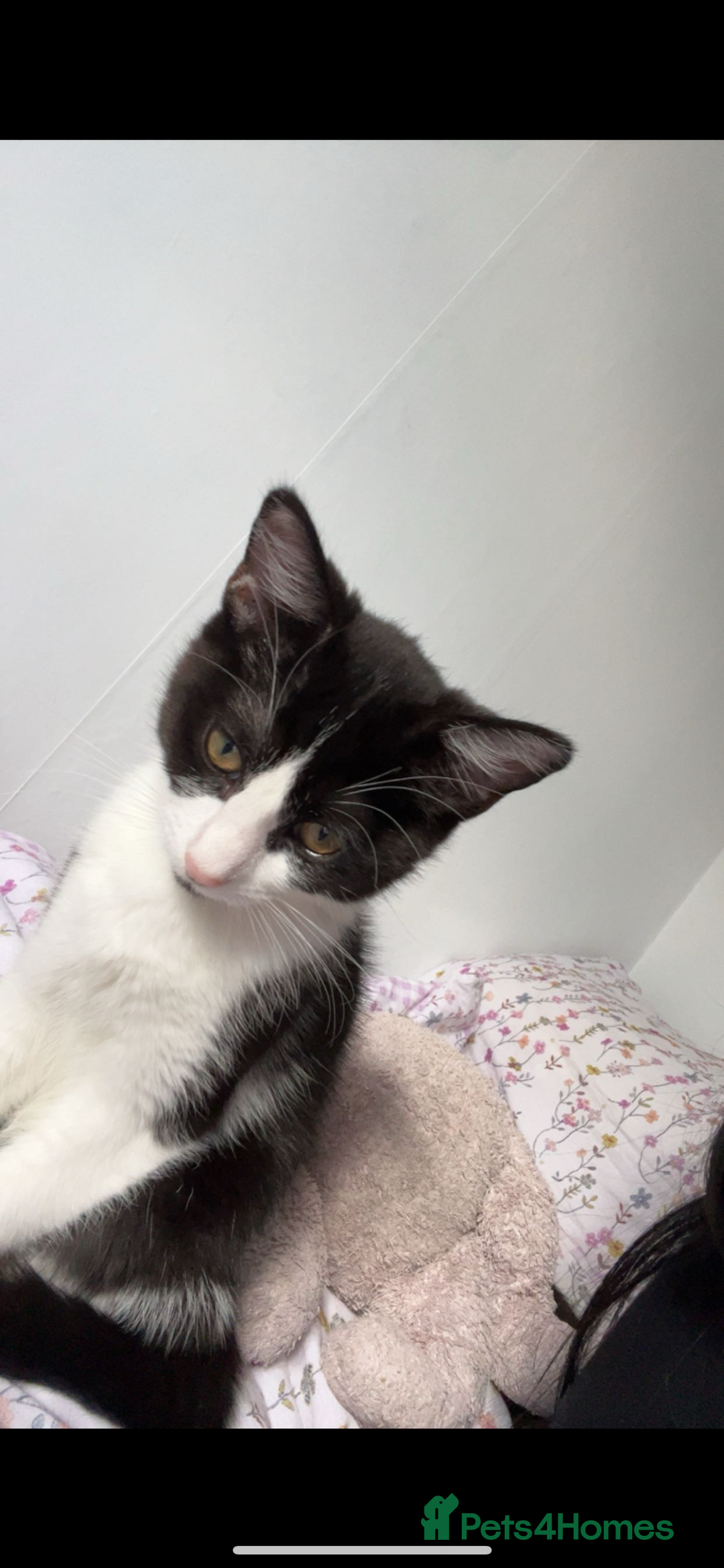 Mixed Breed cats for sale: Two 9 month old kittens - Advert 4