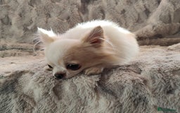 Chihuahua dogs for stud: STUD: Gorgeous White Long Coat Chihuahua  in Aldershot - Image 10