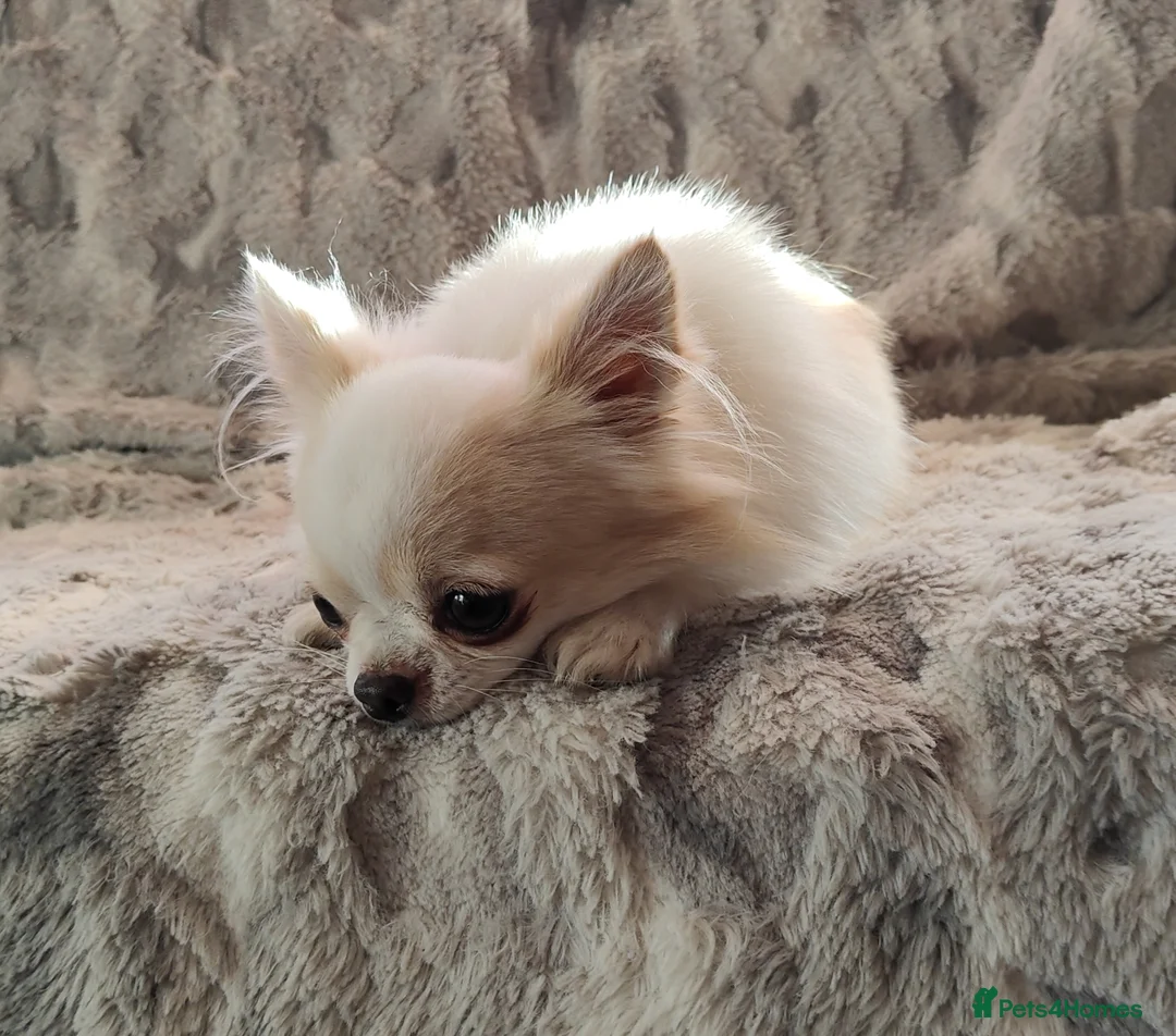 Chihuahua dogs for stud: STUD: Gorgeous White Long Coat Chihuahua  in Aldershot - Advert 11