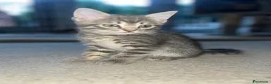 British Shorthair 2 girl