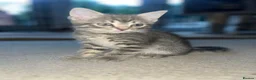 British Shorthair cats for sale: British shorthair x  - Advert 2