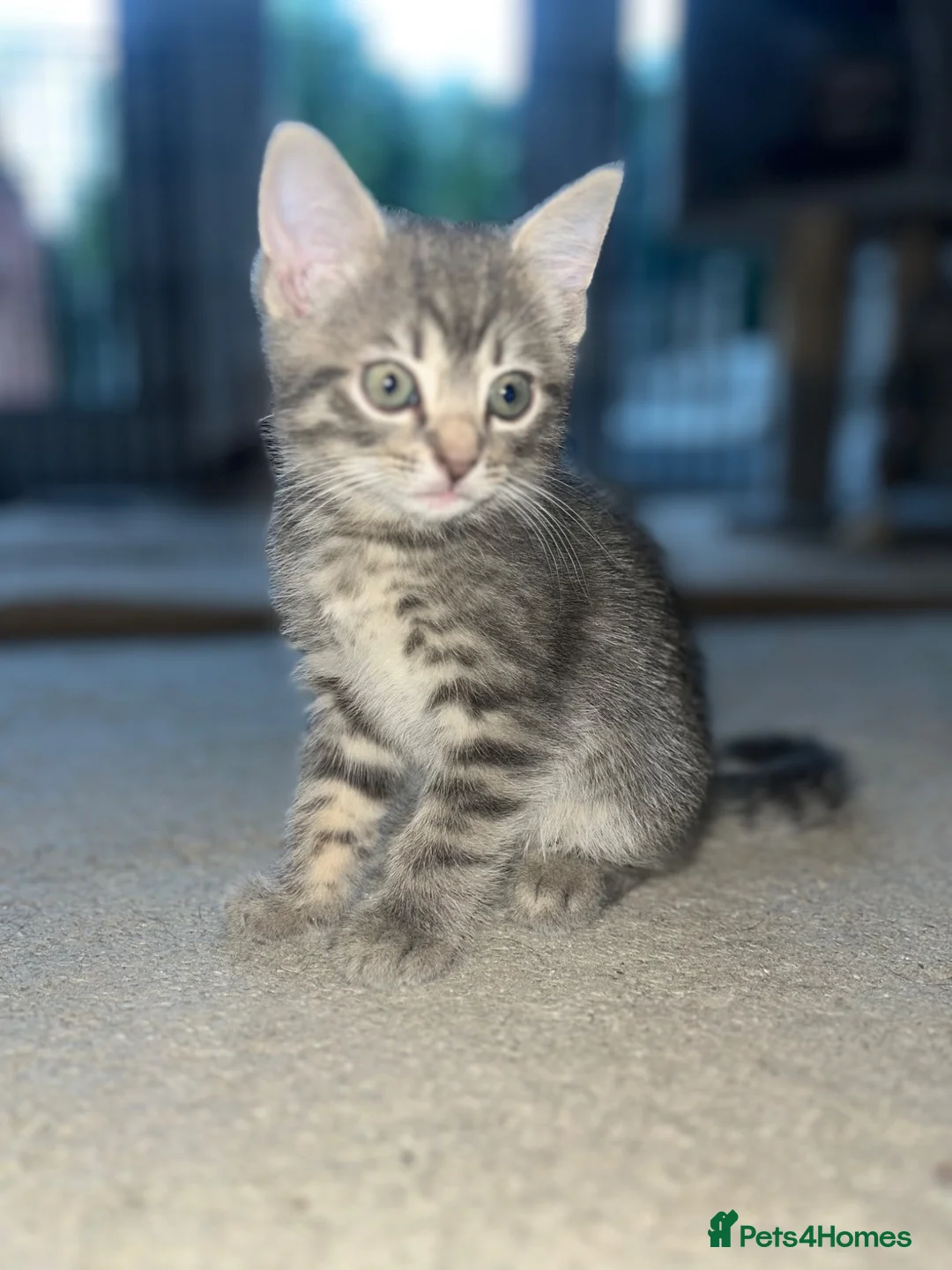British Shorthair cats for sale: British shorthair x  - Advert 2