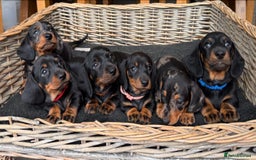 Miniature Dachshund dogs for sale: KC, PRA Clear Miniature Dachshund Puppies - Image 1