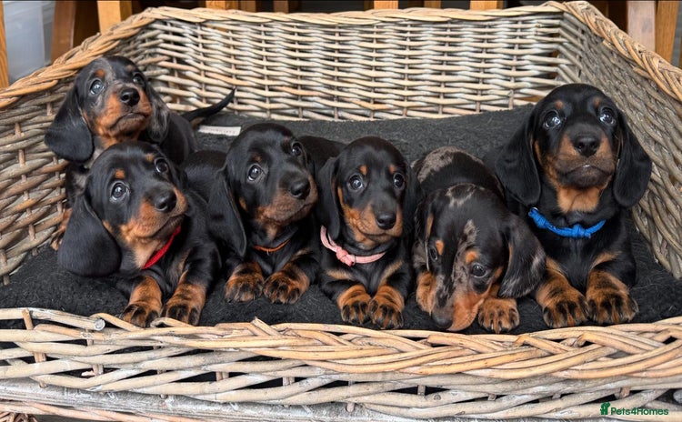 Miniature Dachshund dogs - Advert 16